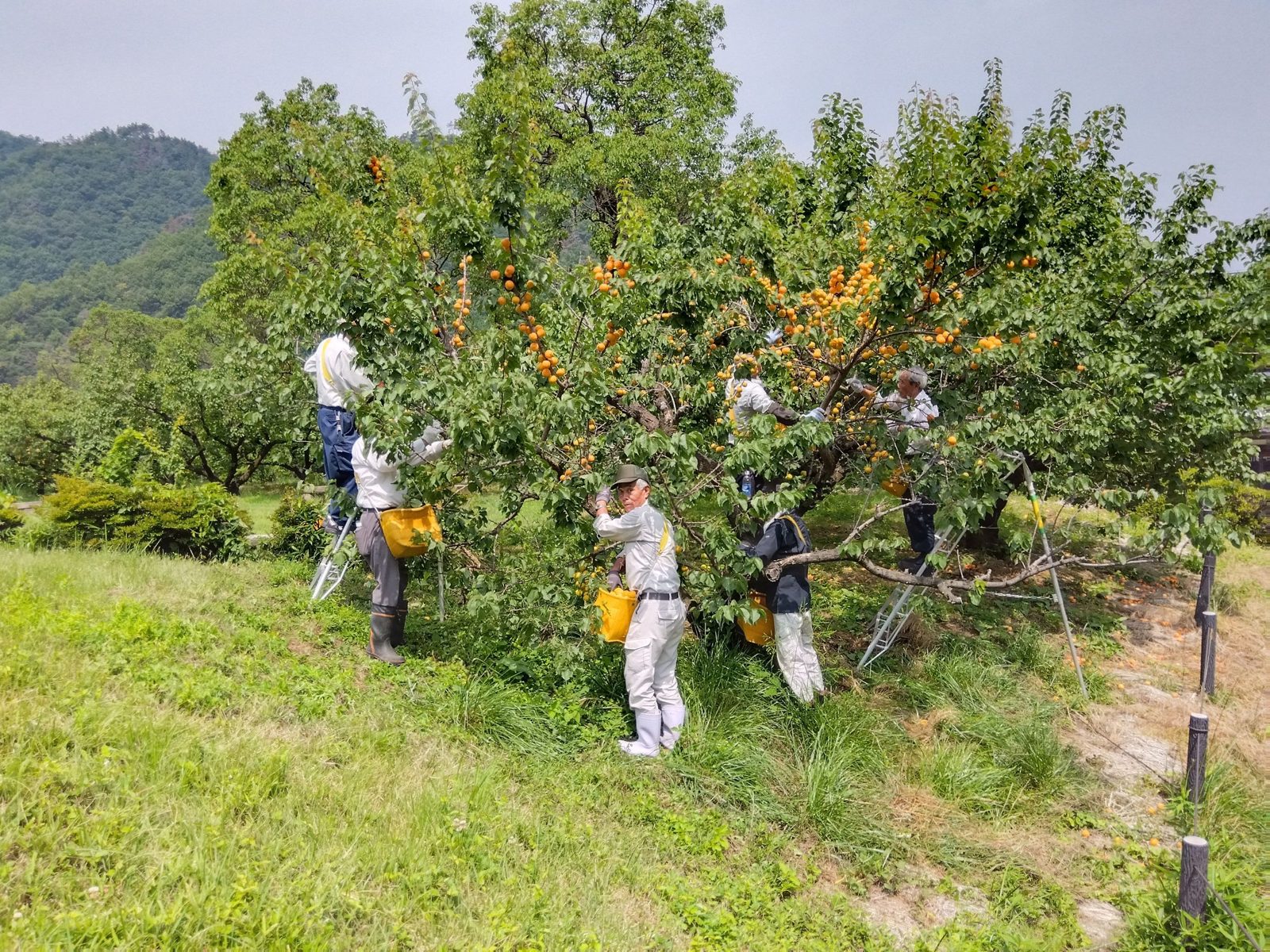あんずの収穫風景（長野県千曲市森地区）