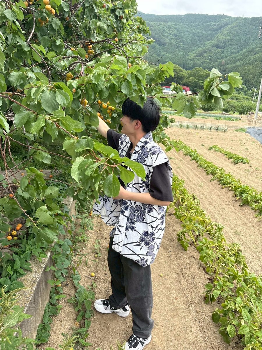 あんずの実に手を伸ばして収穫する学生